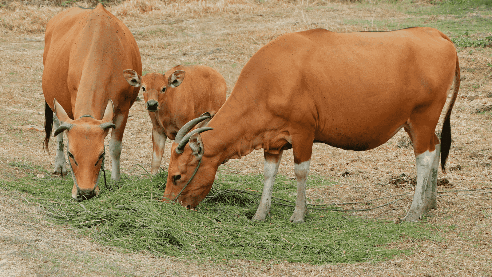 Al-Qowy Farm